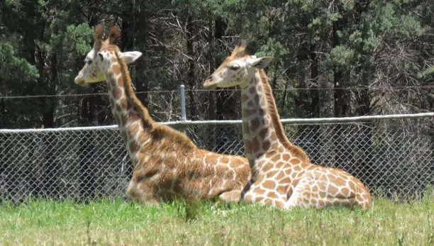 giraffe