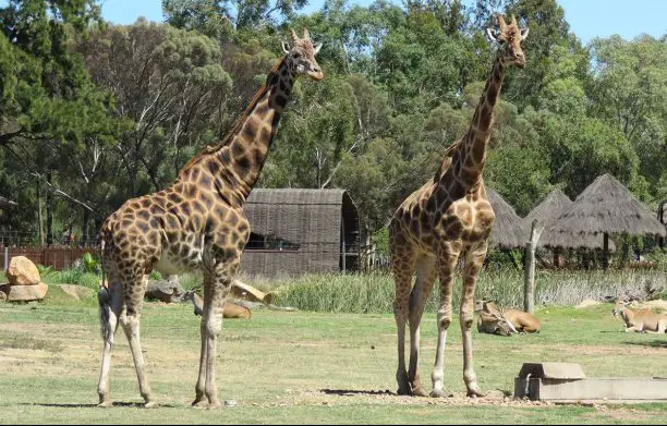 giraffe