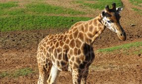 giraffe