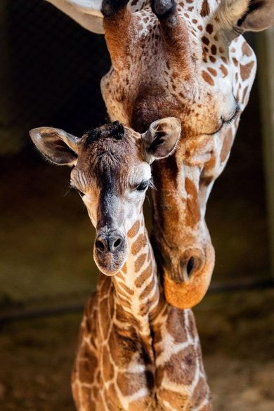 giraffe calf cheyenne mountain zoo