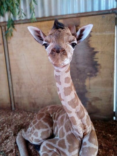 Giraffe Calf Hand-Rearing Perth Zoo