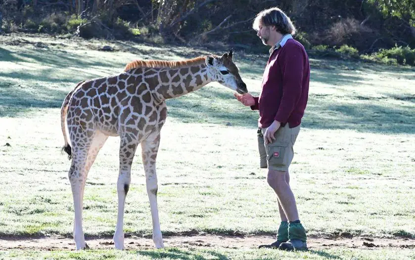 Giraffe Calf Makes Exhibit Debut at Monarto Safari Park