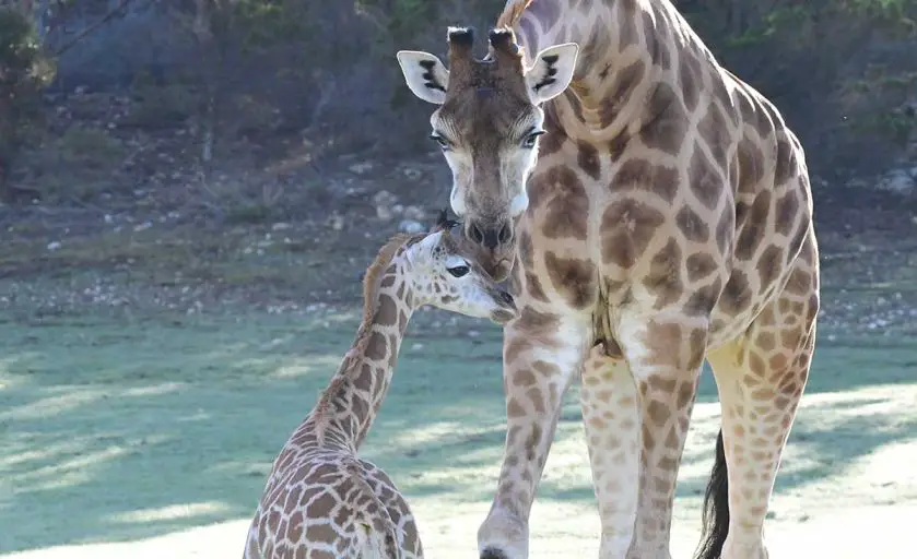 Giraffe Calf Makes Exhibit Debut at Monarto Safari Park