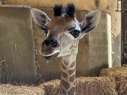 Giraffe Calf Named at Adelaide Zoo