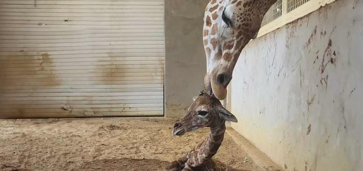 Tulsa Zoo Celebrate Birth of Giraffe Calf