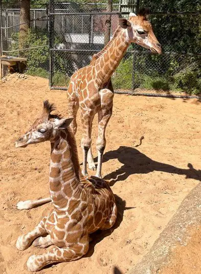 Giraffe Calves Perth Zoo