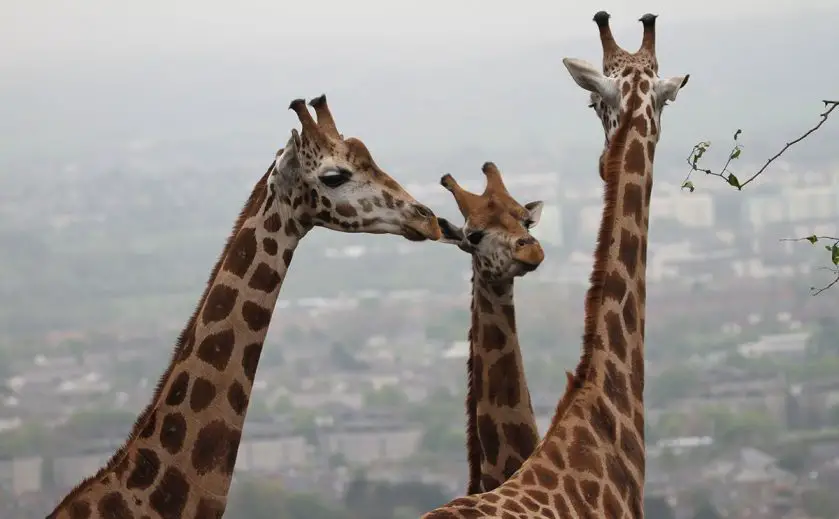 Giraffes New Home at Edinburgh Zoo