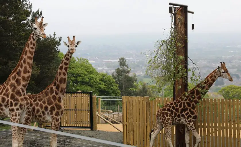 Giraffes New Home at Edinburgh Zoo