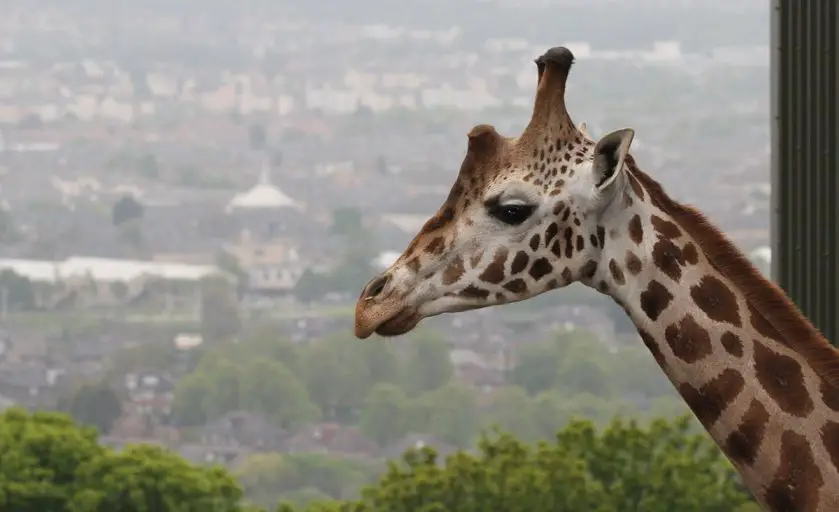 Giraffes New Home at Edinburgh Zoo