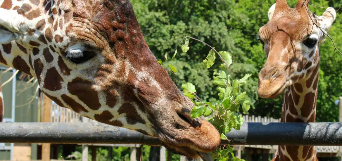 Giraffe Calf Wilf Celebrates Father's Day at ZSL Whipsnade Zoo