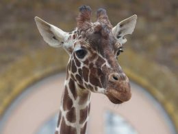 Giraffe Move London Zoo