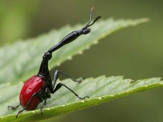 Giraffe Necked Weevil