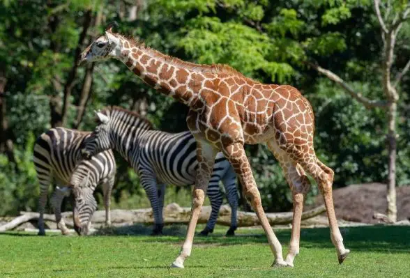 giraffe move woodland park zoo
