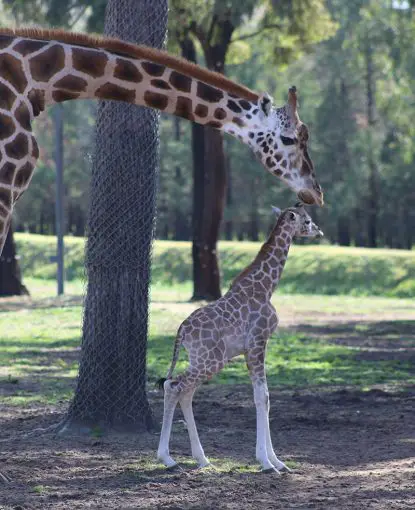 giraffe calf taronga western plains zoo