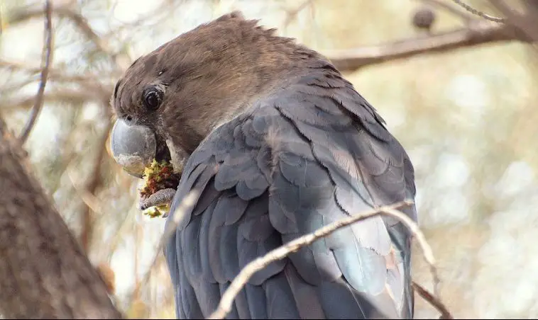 Glossy Black Cockatoo (Calyptorhynchus lathami)