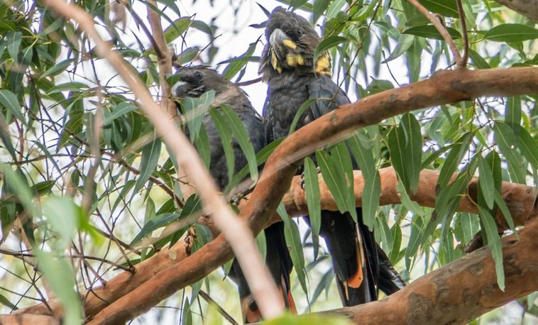 Glossy Black Cockatoo (Calyptorhynchus lathami)