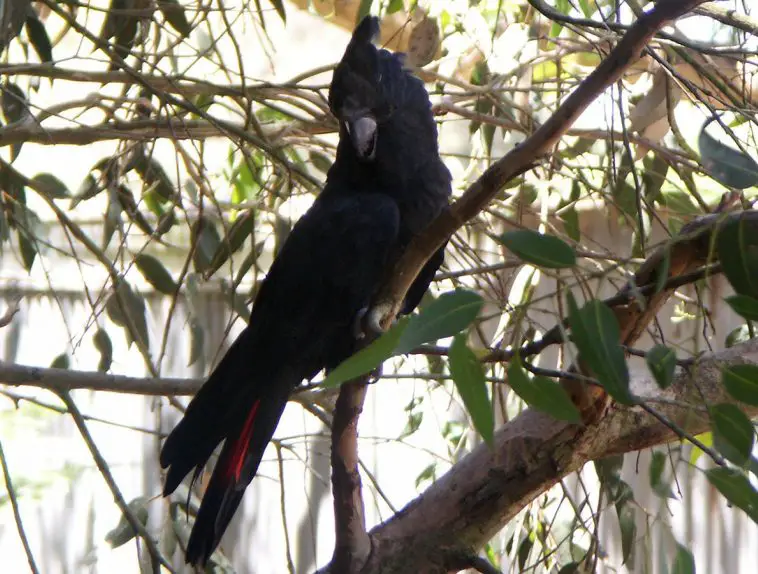 Glossy Black Cockatoo (Calyptorhynchus lathami)