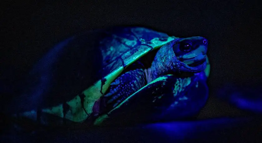 Chester Zoo Share Glow in the Dark Animals