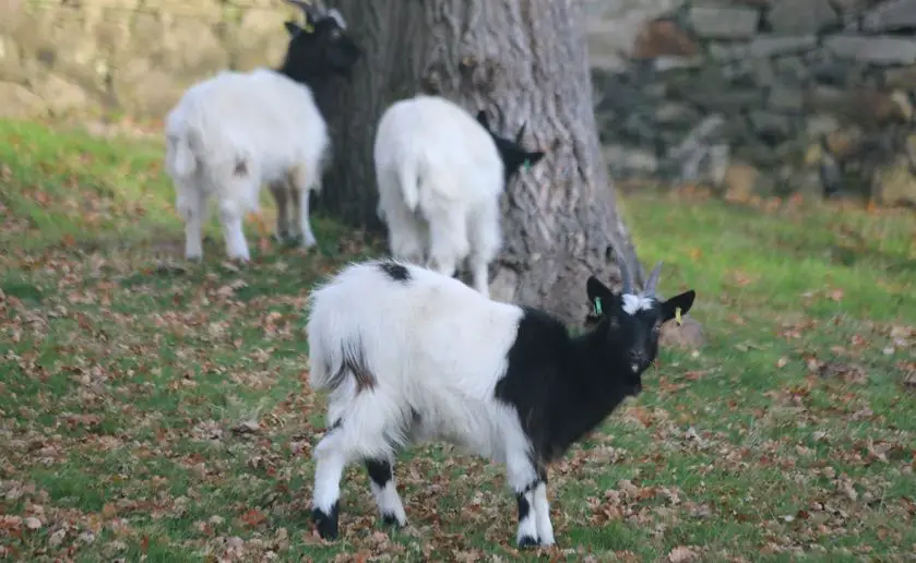 Edinburgh Zoo Goats