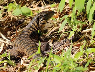 golden tegu