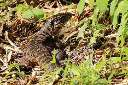 golden tegu