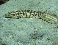 golden tegu