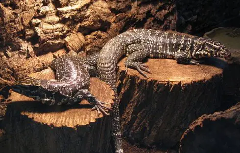 golden tegu