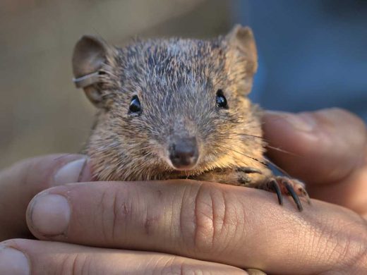 Golden Bandicoots Return to Central Australia Australian Wildlife Conservancy