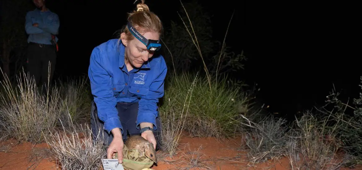 Golden Bandicoots Return to Central Australia Australian Wildlife Conservancy