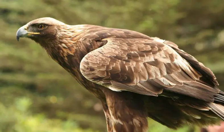 Golden Eagle