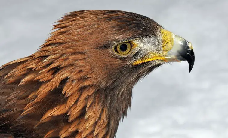 Golden Eagle