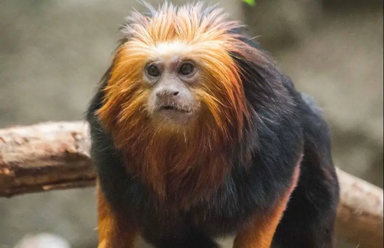 Golden-Headed Lion Tamarin