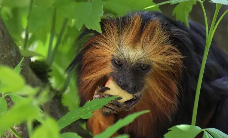 Golden-Headed Lion Tamarin