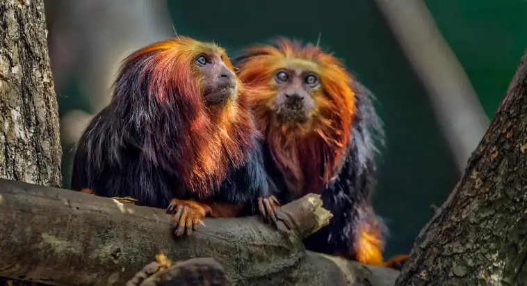 Golden-Headed Lion Tamarin