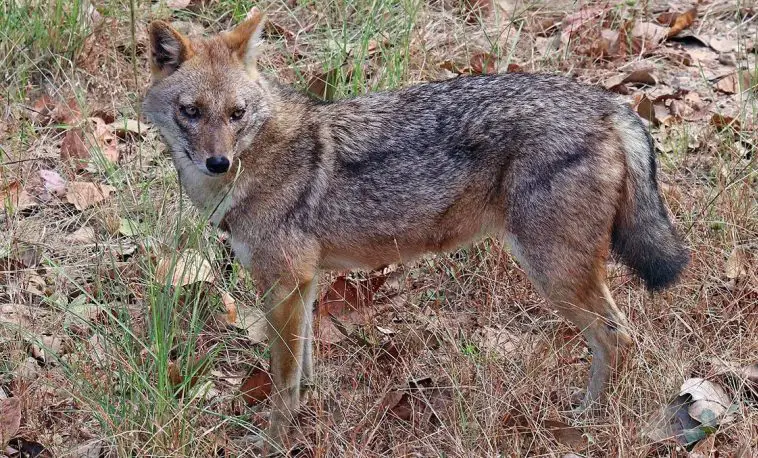 Golden Jackal (Canis aureus)