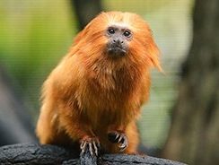 Golden Lion Tamarin