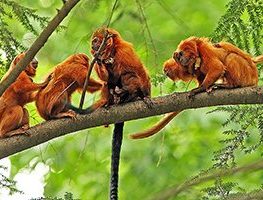 Golden Lion Tamarin