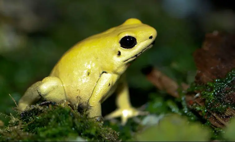 Golden Poison Frog