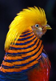 golden pheasant