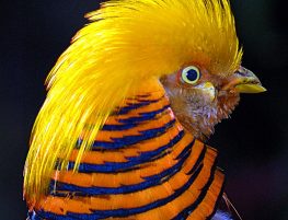 golden pheasant