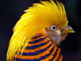 golden pheasant