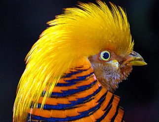 golden pheasant