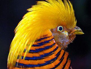 golden pheasant