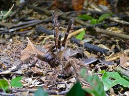 goliath birdeater