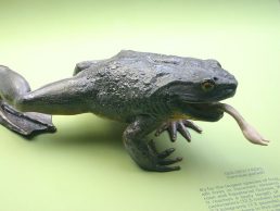 Goliath Frog