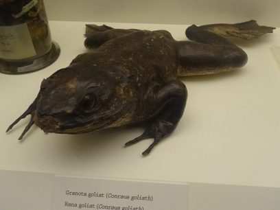 Goliath Frog