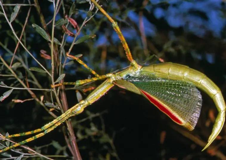 Goliath Stick Insect