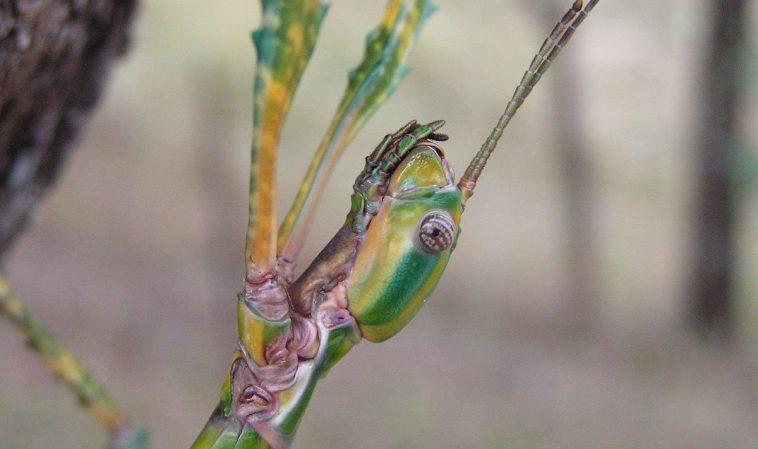 Goliath Stick Insect