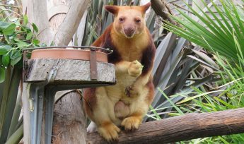 Goodfellow's Tree Kangaroo (Dendrolagus goodfellowi)