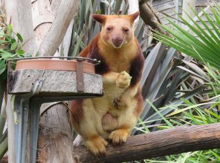 Goodfellow's Tree Kangaroo (Dendrolagus goodfellowi)